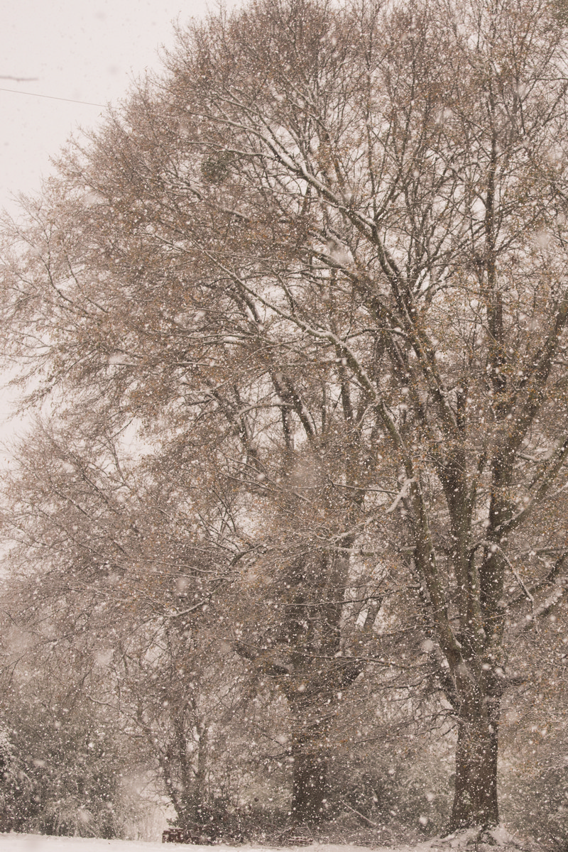 Carrollton Georgia - Snowy Tree